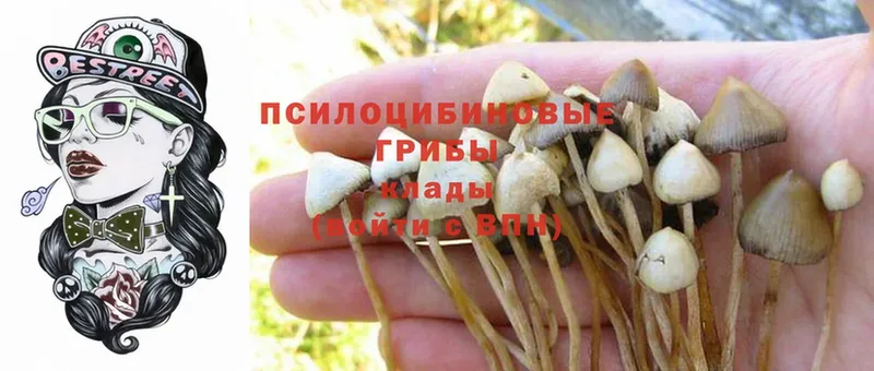 Псилоцибиновые грибы Psilocybine cubensis  Жуковка 